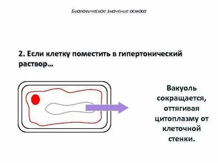 Что произойдет с клеткой если ее заморозить