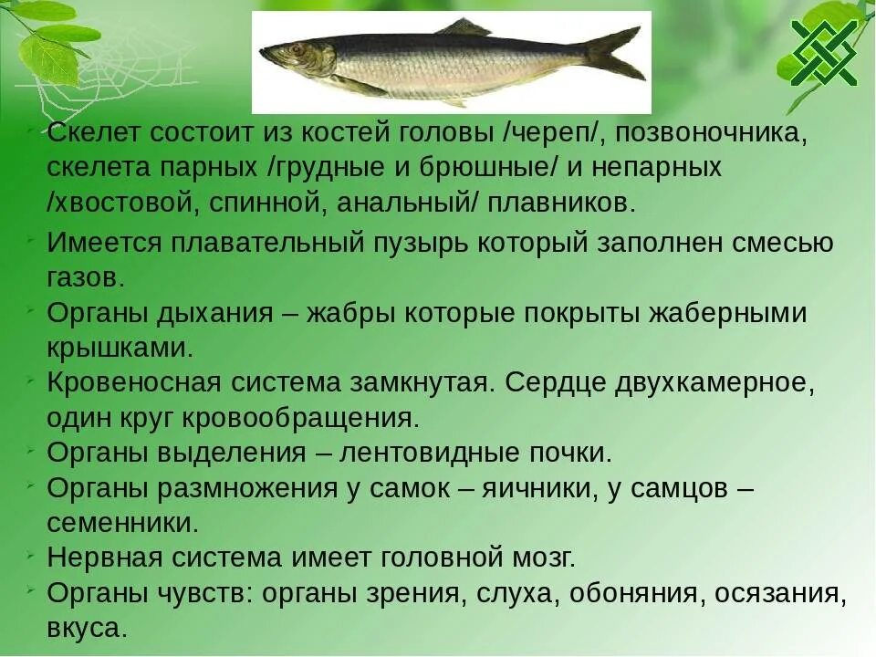 Значение плавательного пузыря у рыб. Плавательный пузырь у хрящевых рыб. самый многочисленный класс рыб. плавательный пузырь у хрящевых рыб и костных. класс костные рыбы плавательный пузырь.