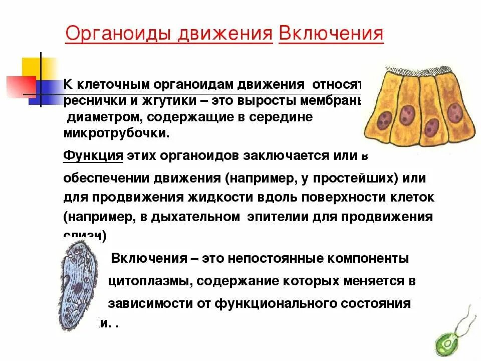 Органоиды передвижения функции. Строение органоиды движения и его функции. органоиды движения реснички и жгутики. органоиды движения клетки.