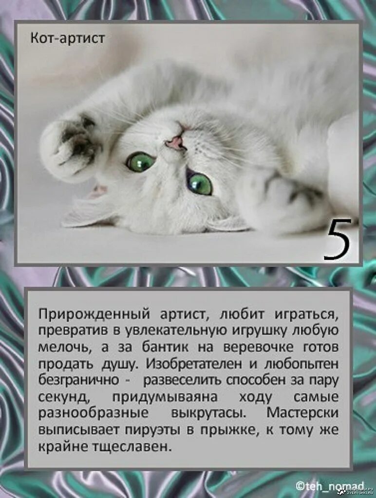 Коты тест. Тест о котах. Какой вы котик. Тесты про котиков.