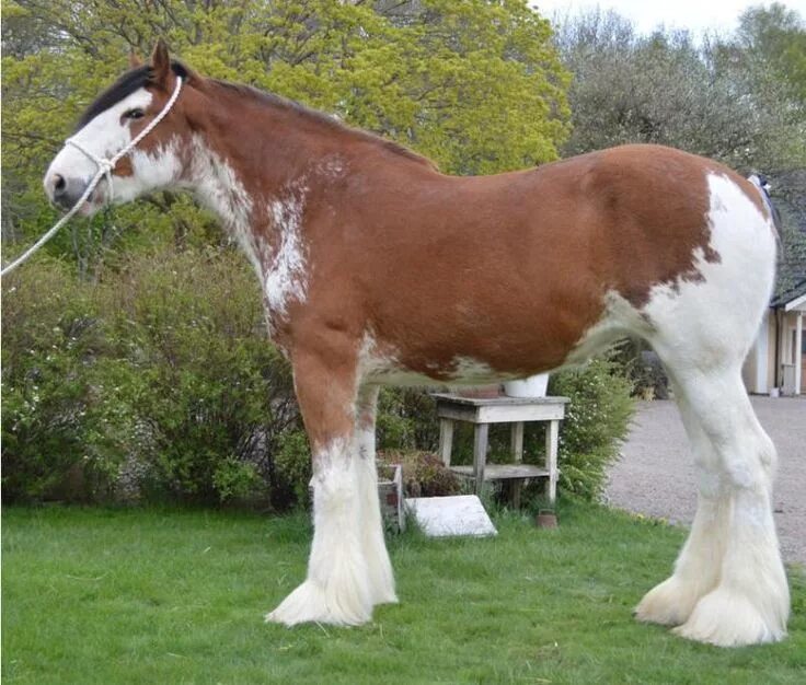 DraftsForSale.com: Clydesdale Horse For Sale - Oakwood Thistle's Guinness Clydes