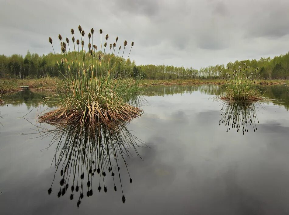 Сюрьевское болото ленинградская область. Болото волос. Болотная трава на кочках. Протовское болото. Болото волос.