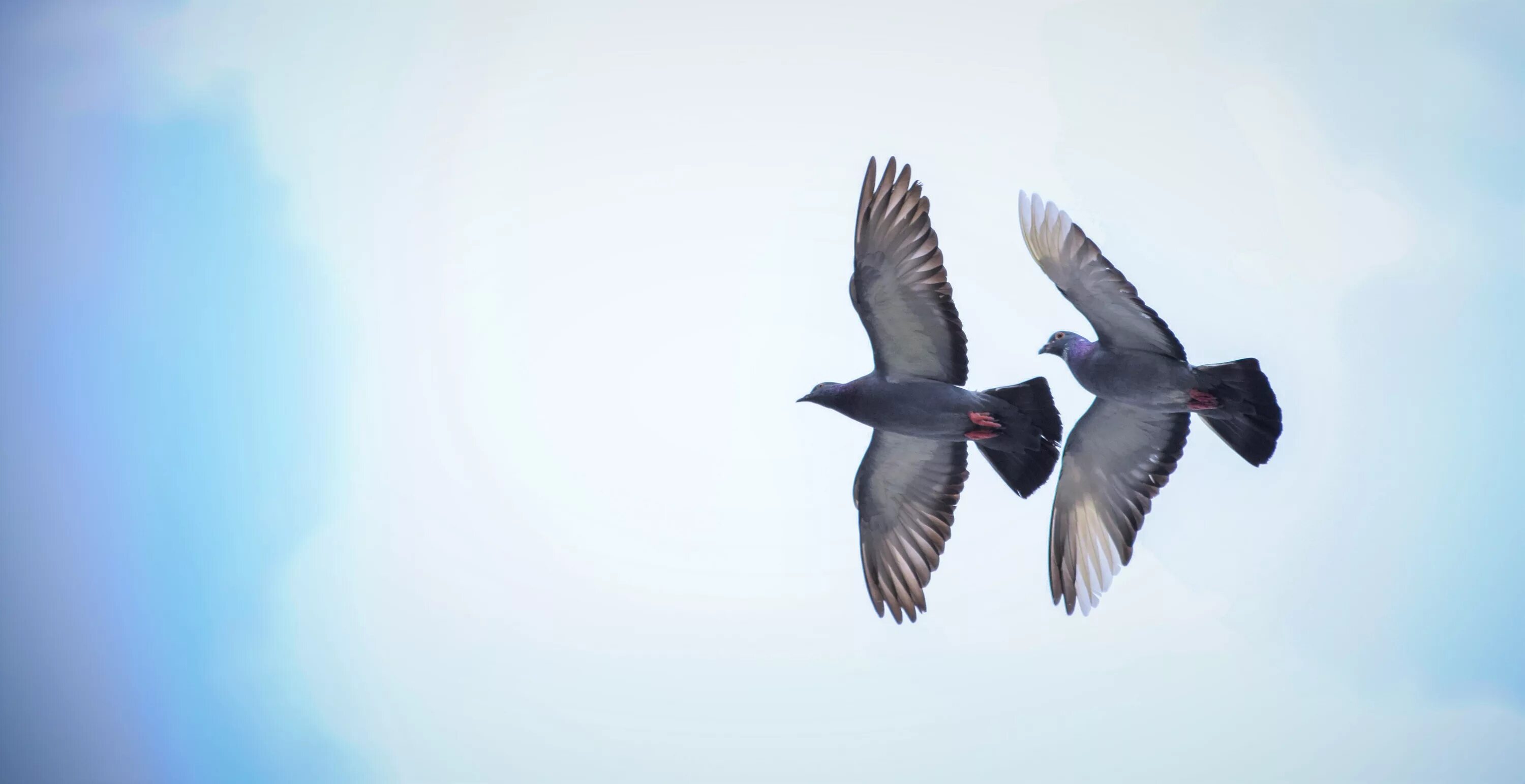 Голуби в небе. Стая голубей. Небо голубей начальная форма. Птицы в небе. Небо голубей начальная форма.