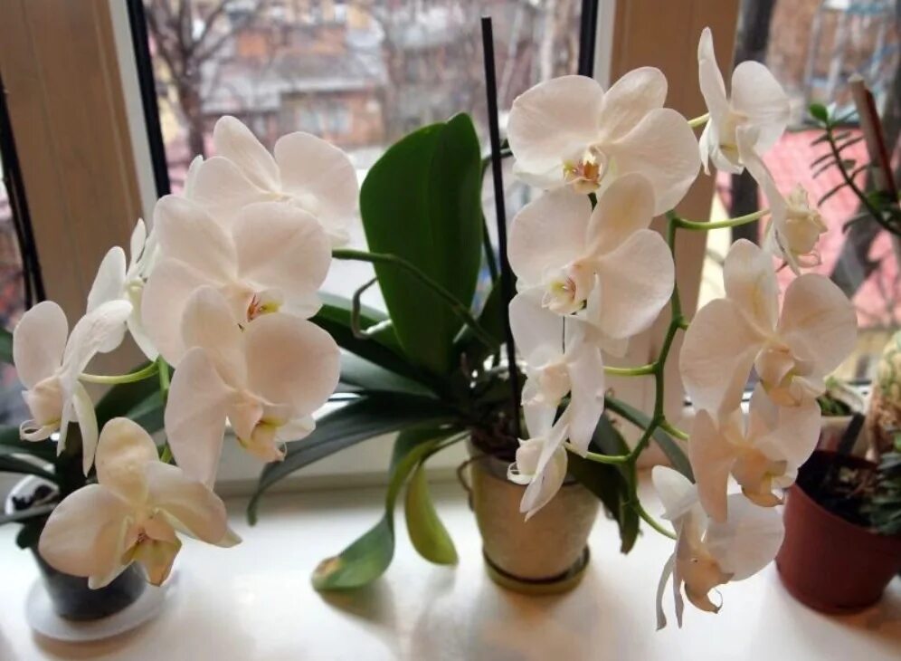 Фаленопсис ваниль. Ампельная Орхидея ваниль. Орхидея ваниль цветение. Орхидея Queen Barry.
