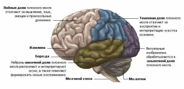 Лобно теменная область мозга. Строение теменной доли мозга. Функции затылочной доли головного мозга. Лобные и теменные доли мозга.