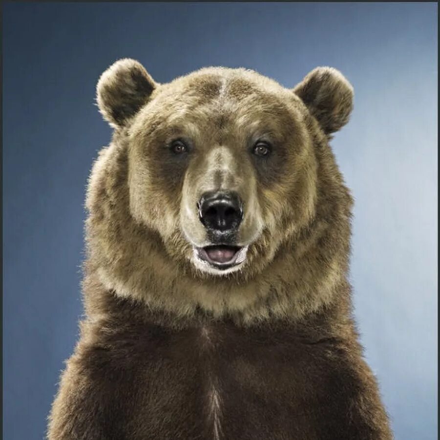 Медведь прямо идущий. Медведь прямо. Морда медведя. Медведь прямо. Сибирский бурый медведь.