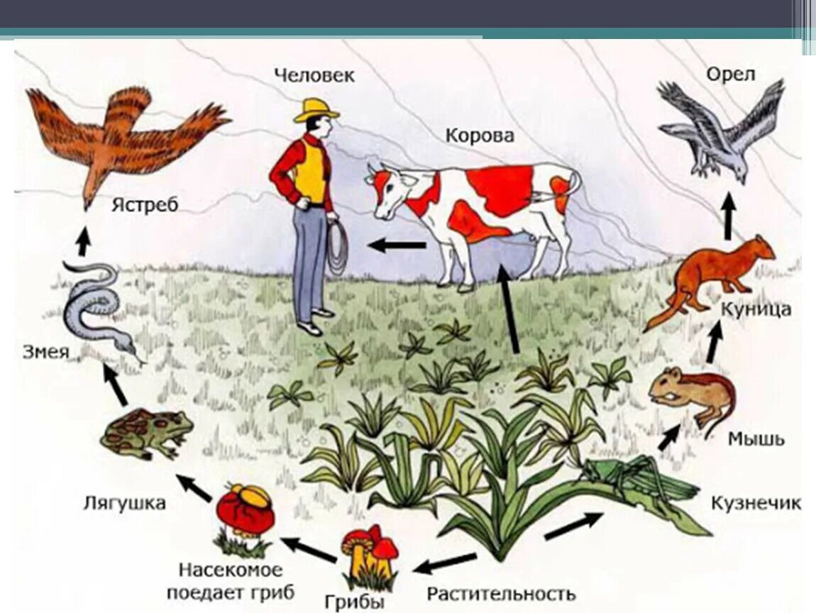 Схемы пищевых цепей примеры. Трофическая цепь, пищевая цепь, цепь питания есть:. Цепочка питания животных в природе. Биология схемы пищевых цепей. Растение служит пищей животным