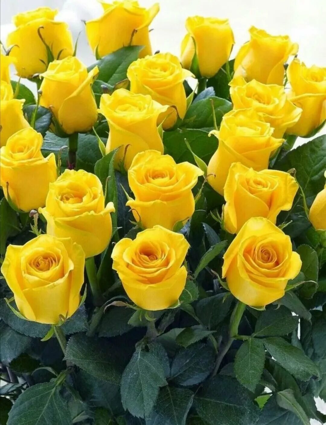 Открытка с желтыми розами