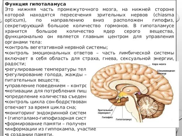 Гиппокамп гипофиз гипоталамус. Функции гипоталамуса промежуточного мозга. Промежуточный мозг. Гипоталамус. Основные функции гипоталамуса. Промежуточный мозг функции гипофиз. Функции промежуточного мозга дыхание температура