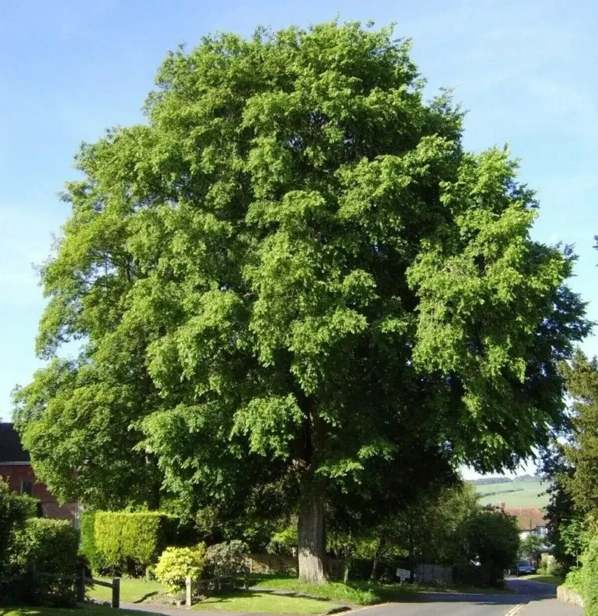 Вяз ильм карагач берест. Вяз ильм карагач. Канадский вяз дерево. Вяз граболистный дерево. Ильм вяз шершавый.