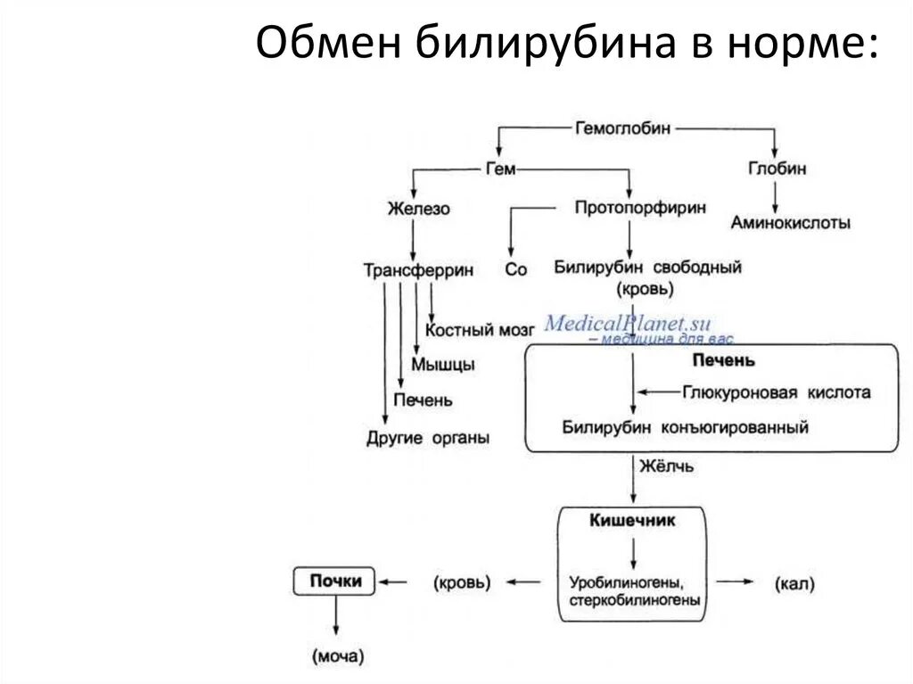 Схема нормального пигментного обмена веществ. Обмен билирубина в норме. Обмен билирубина в норме. Схема этапов метаболизма билирубина. Общая схема метаболизма билирубина в организме.