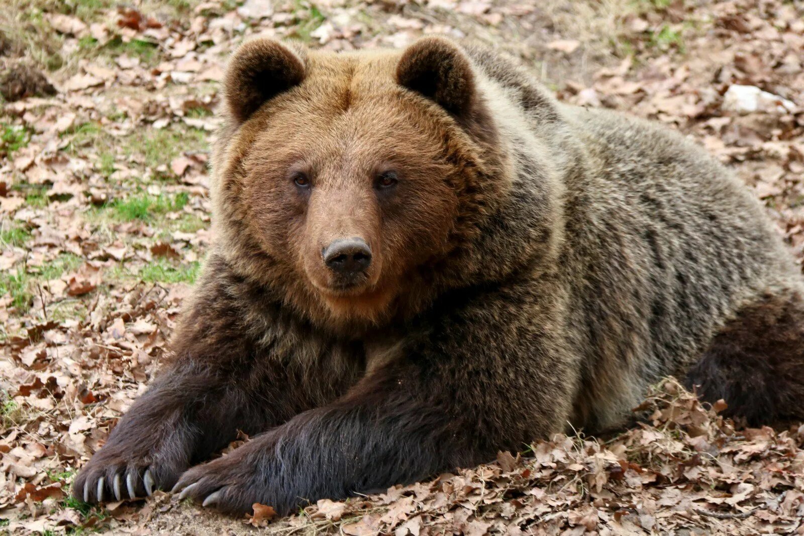 Bear si. Медведь гризли злой. Добрый медведь. Гобийский бурый медведь. Кадьяк (медведь).