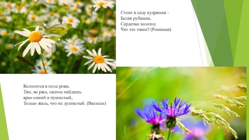 Кудряшка белая рубашка. Стоит в поле кудряшка белая рубашка сердечко золотое что это такое. стоит в саду кудряшка белая рубашка. загадка стоит саду кудряшка белая рубашка. кроссворд колосится в поле рожь там во ржи цветок.