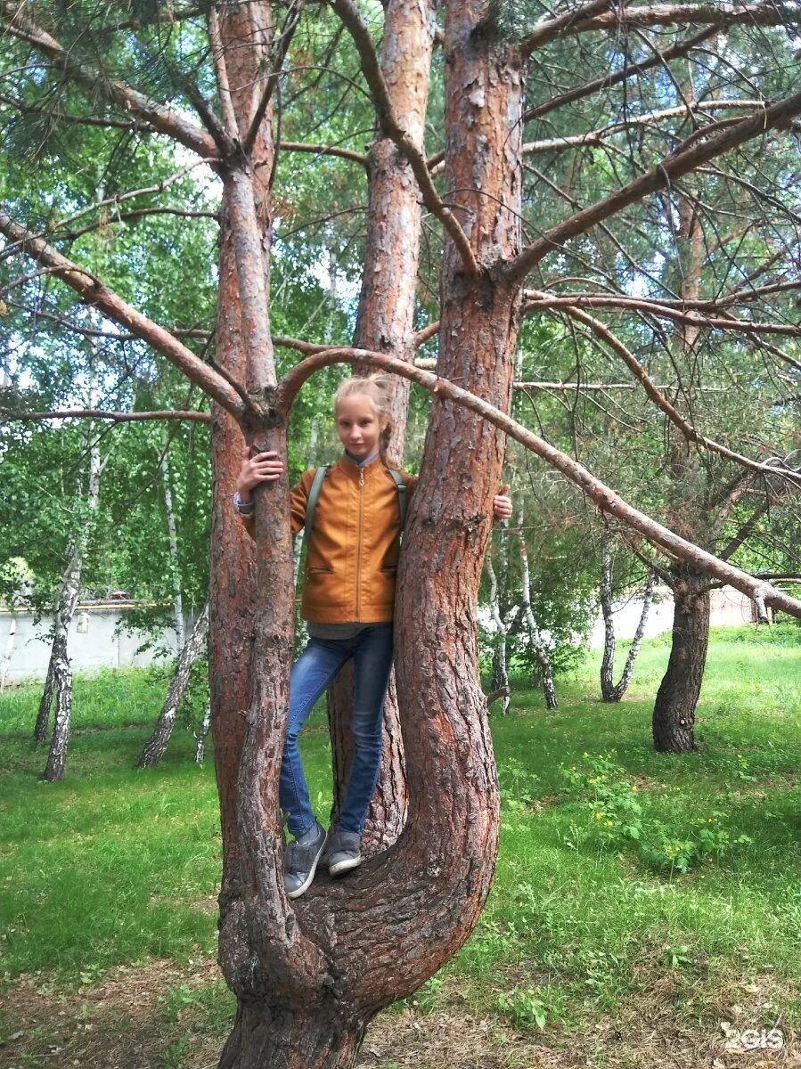 Тольятти царское. Дендропарк Тольятти. Дендрарий Тольятти Царское село. Дендрарий Тольятти 21 квартал. Дендропарк Тольятти Краснова.