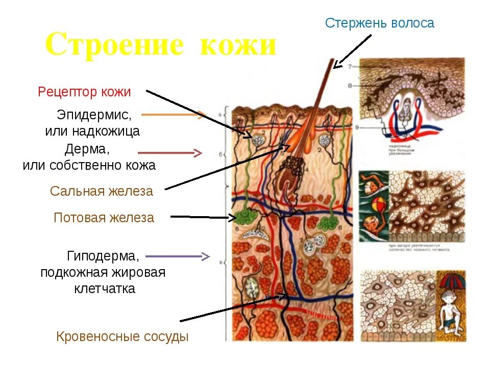 Кожа и ее строение тест. Кожа человека. Строение кожи 5 класс. Строение кожи картинки для презентации. Строение и значение кожи животных.