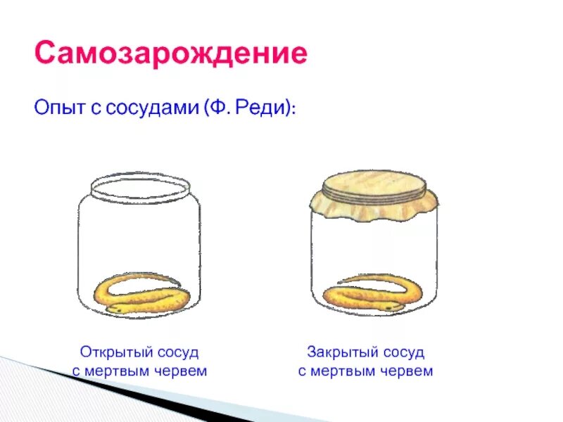 Опыт Франческо реди. Эксперимент реди. Опыт самозарождения. Франческо реди опыт с мясом.