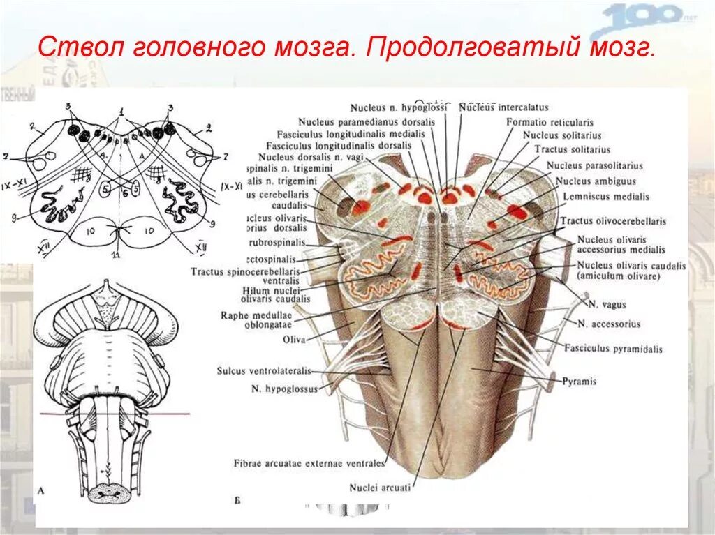 Вентральная поверхность продолговатого мозга. Ствол мозга строение анатомия. Внутреннее строение ствола мозга. Ядра ствола мозга схема. Продолговатый мозг строение ядра.