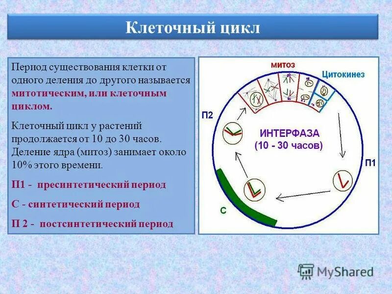 Жизненный цикл клетки состоит из интерфазы. Жизненный цикл клетки их периоды. Период GH жизненный цикл клетки. Жизненный цикл клетки рисунок. Схема стадии клеточного цикла.