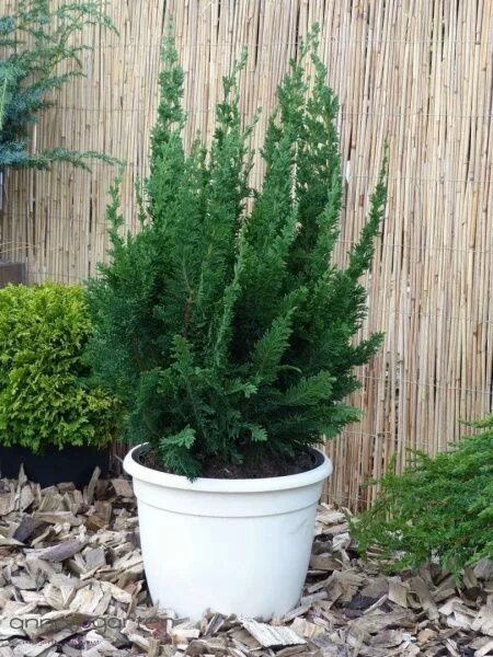 Кипарисовик тедди. Кипарисовик обтуза тедди бир. Кипарисовик тедди бир. Кипарисовик туполистный teddy bear. Кипарисовик тедди беар.