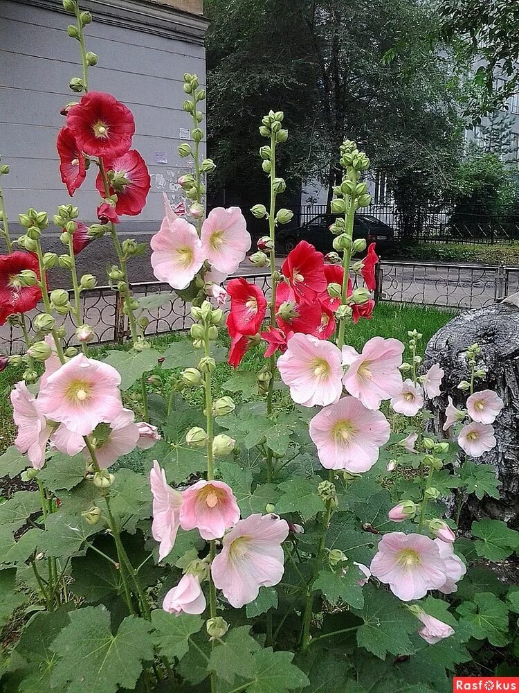 Качаются на клумбах мальвы. Malva alcea кусты. Мальва мелкоцветковая. Мальва метельчатая. Качаются на клумбах мальвы.