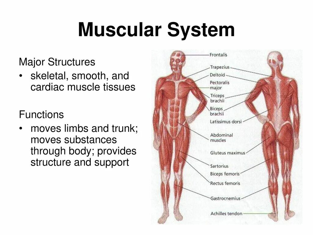 Bodily functions