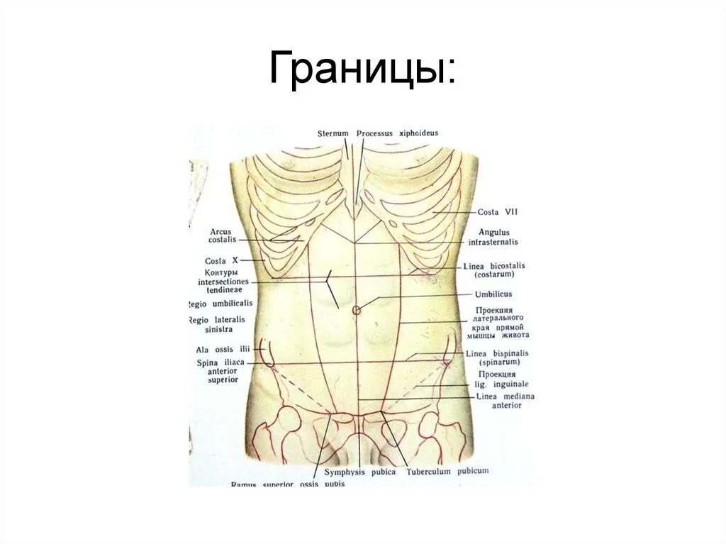 Топографические линии передней брюшной стенки. Переднебоковая стенка живота внешние ориентиры. Переднебоковая стенка живота границы. Границы переднебоковой стенки живота.