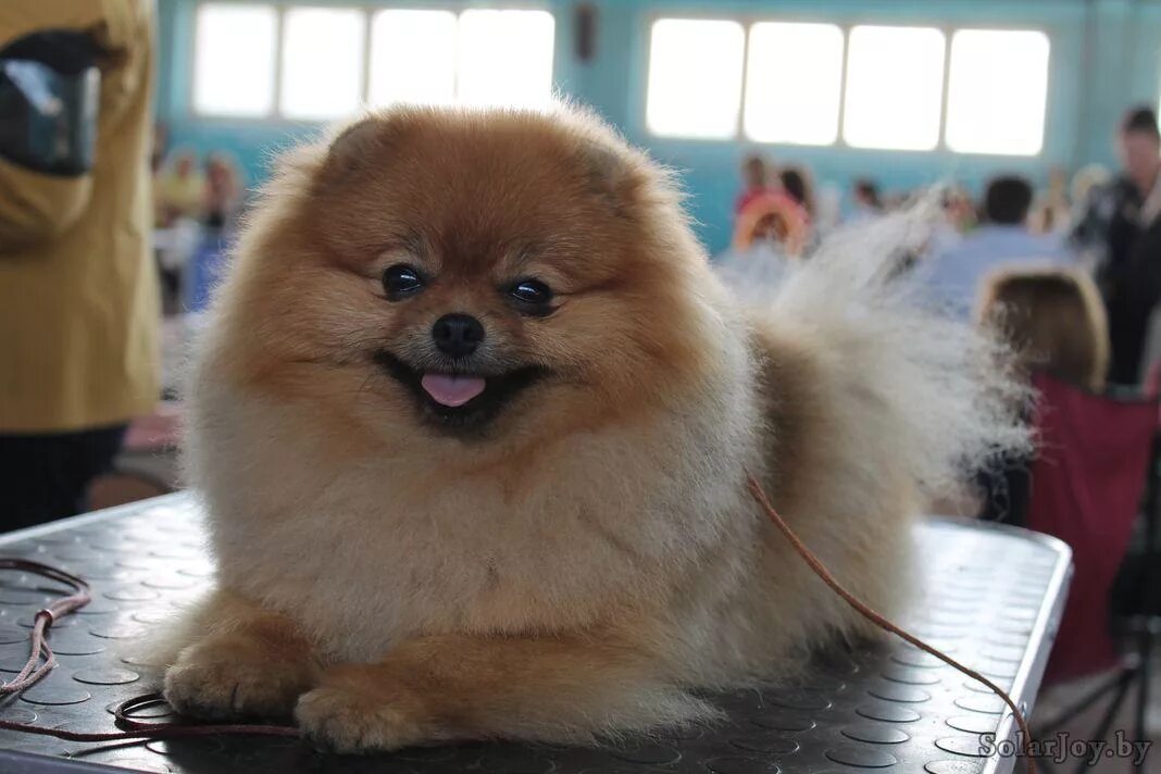 шпиц юниор. питомник солар. питомник джелари хил. цвергшнауцер белый. питомник солар.