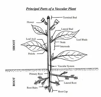 Plant diagram
