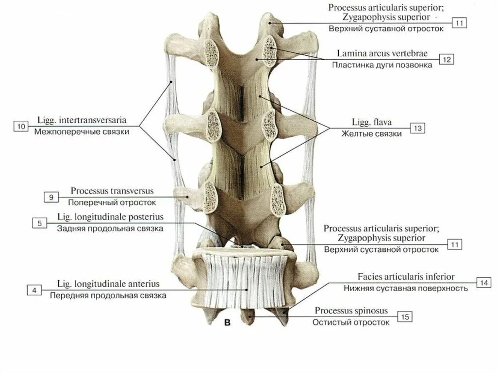 Соединение позвонков вид сбоку. Соединения костей позвоночного столба. Позвоночный столб соединения позвонков. Соединение костей туловища позвонков.