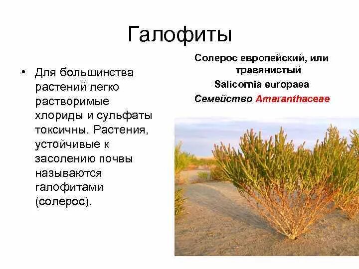 Солерос европейский. Солерос европейский. Солерос красный. Галофиты. Солерос галофит.