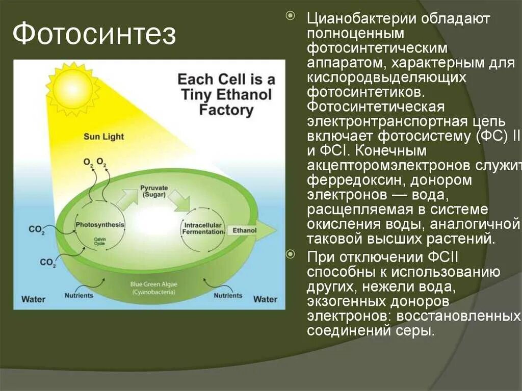 Бескислородный фотосинтез схема. Фотосинтез цианобактерий. Фотосинтез у бактерий. Процесс фотосинтеза у бактерий.