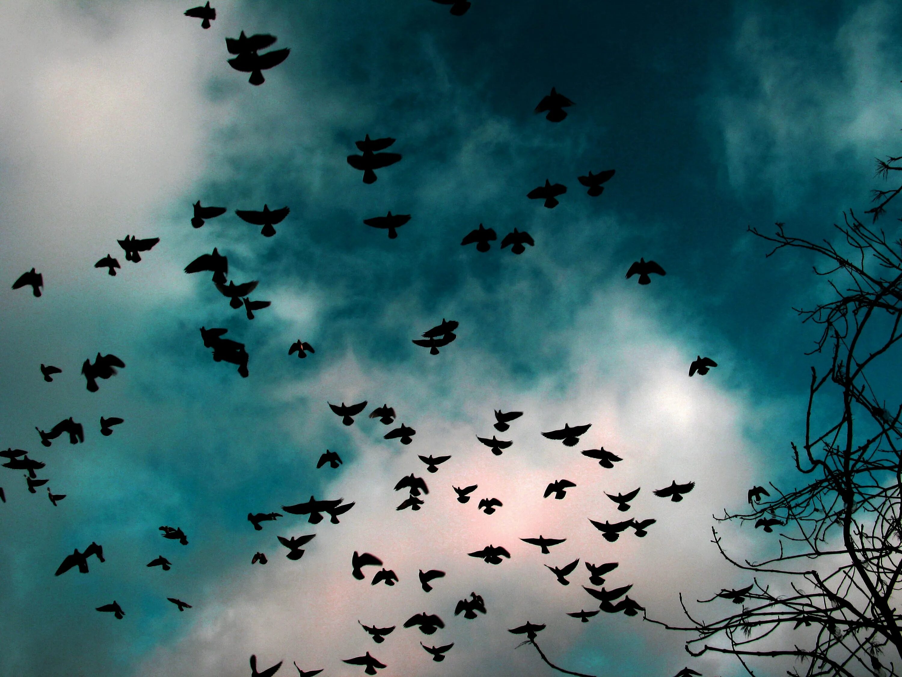 Стая черных птиц. Птицы в небе. Стая птиц. Стая птиц в небе. Птицы разлетаются.