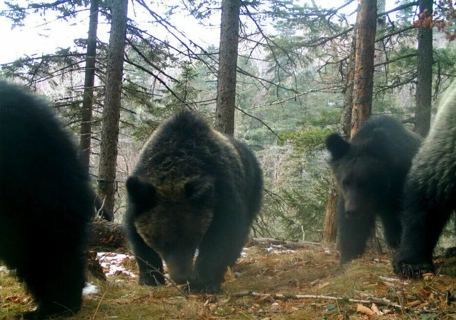 Бурый медведь Приморский край. Бурый медведь Уссурийская Тайга. Национальный парк Паанаярви медведь. Бурый медведь в Приморском крае.