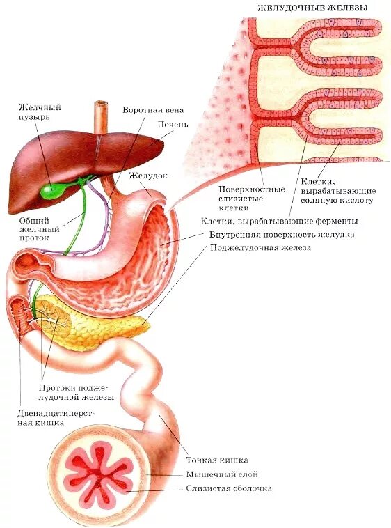 Желудочный сок строение желудка. Строение желудка пищеварение в желудке. Пищеварение в желудке и кишечнике" (строение+функции). ЖКТ биология 8 класс. Строение желудка биология