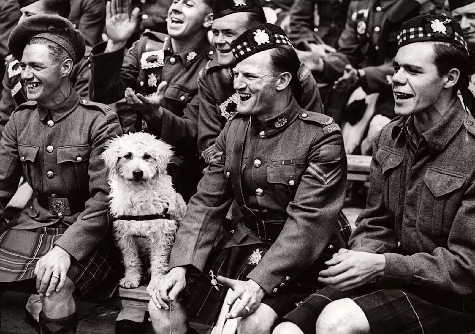 Собаки на войне 1941-1945. Животные на войне. Собаки в годы Великой Отечественной войны. Пес парад