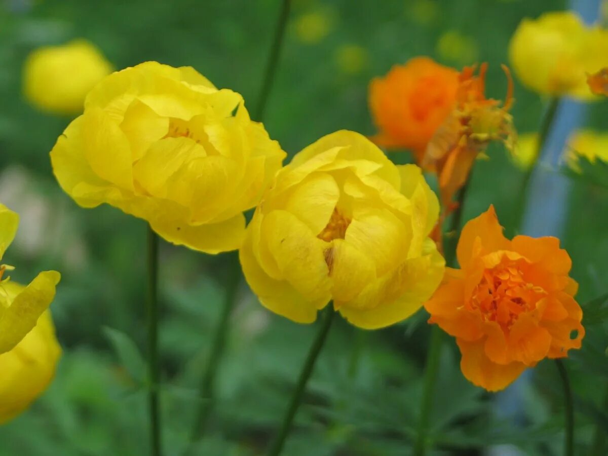 Купальница orange triumph. Купальница уход. Купальница гибридная ‘orange princess’. Купальница троллиус. Купальница уход.