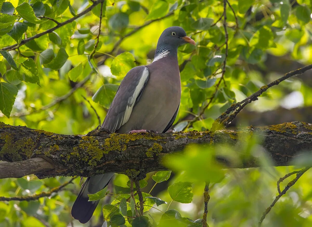 Вяхирь где обитает. Вяхирь (Columba palumbus). Птица вяхирь и Горлица. Птица голубь вяхирь. Вяхирь витютень.