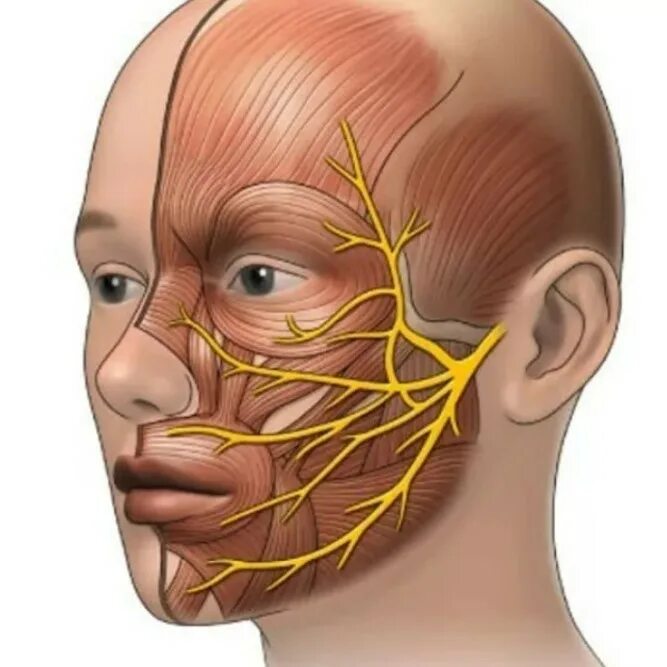 Врач лицевого нерва. Лицевой и тройничный нерв анатомия. Воспаление ветви тройничного нерва. Анатомия тройничного нерва неврология. Лицевой нерв и тройничный нерв анатомия.