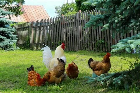 По двору ходят куры