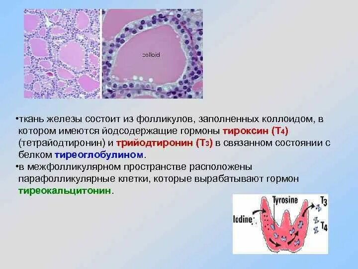 Коллоид фолликулов щитовидной. Строение фолликула щитовидной железы. Ткань паращитовидной железы гистология. Какие железы вырабатывают тироксин