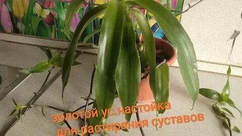 Золотой ус при онкологии
