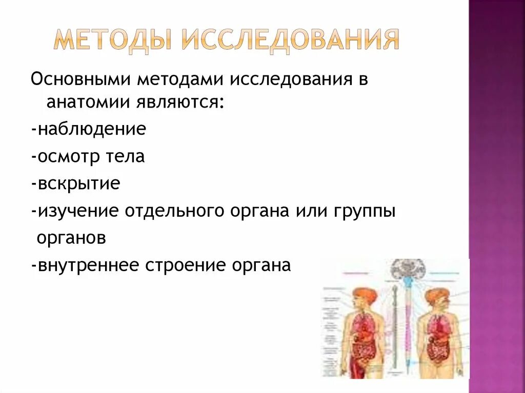 Методы исследования в анатомии. Способы изучения анатомии. Основные методы анатомического исследования. Методы изучения анатомии человека. Методики изучения человека