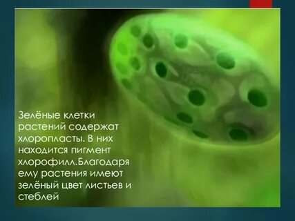 В хлоропластах содержится зеленый пигмент