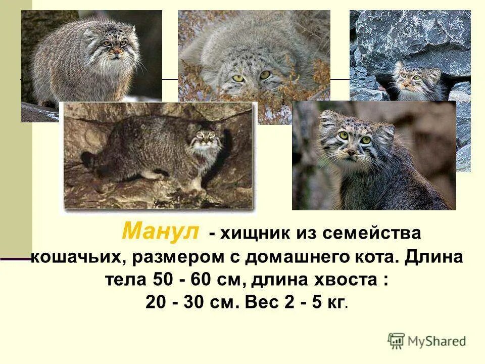 Кот Манул Размеры и вес. Манул рост и вес. Кот Манул вес и рост. Кот породы Манул вес. Плотность шерсти манула