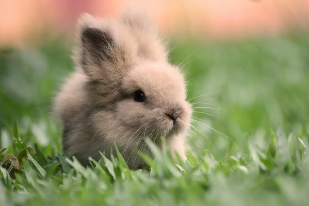 Где сегодня милый. Красивый кролик. Милые зайчики. Милые кролики. Маленькие кролики.