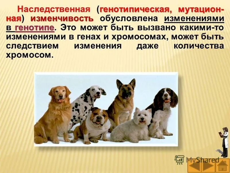 Выберите три ответа мутационная изменчивость обусловлена. Характер изменения мутационной изменчивости. Основные характеристики мутационной изменчивости. Результат мутационной изменчивости. Комбинативная изменчивость изменчивость.