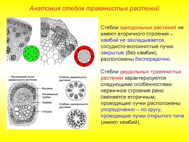 Строение однодольного и двудольного стебля. Анатомическое строение стебля травянистых двудольных растений. строение травянистого стебля однодольных. пучковое строение стебля двудольного растения. строение стебля однодольного травянистого растения.