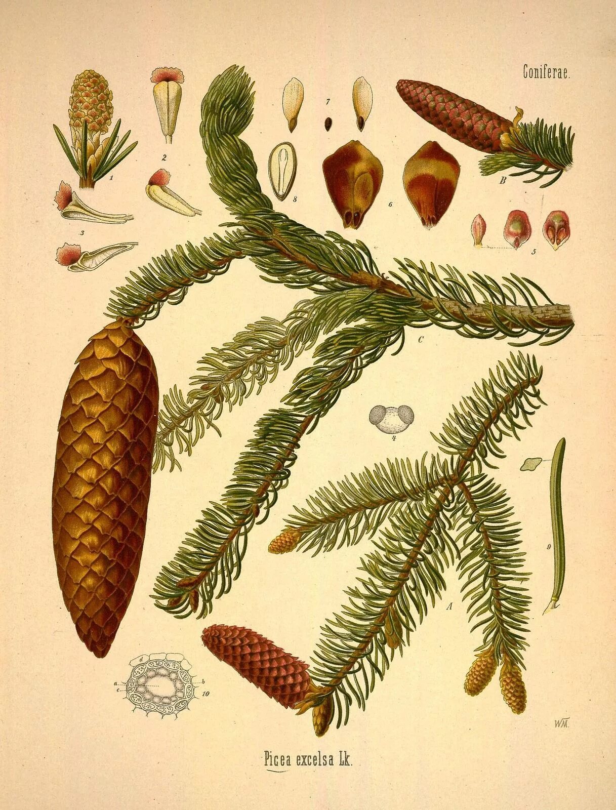 Ель обыкновенная (picea excelsa). Ель обыкновенная шишка. Ель обыкновенная европейская. Ель европейская фармакогнозия. Ель канадская шишки.