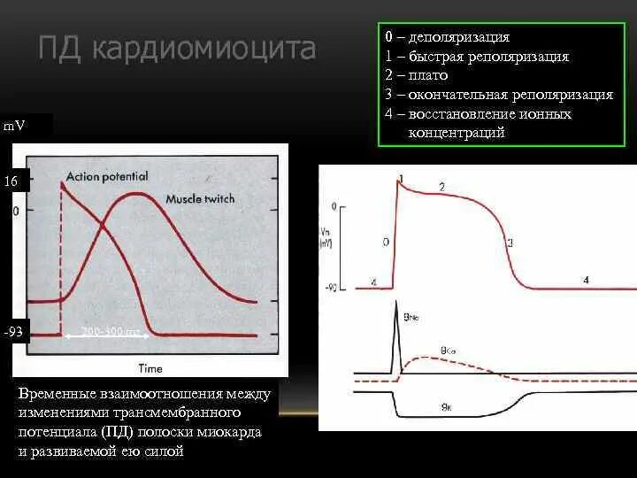 Потенциал кардиомиоцита. Потенциал действия типичных кардиомиоцитов, его фазы и механизмы. График типичных и атипичных кардиомиоцитов. Потенциал действия атипичных кардиомиоцитов фазы и механизмы. Потенциал действия клетки рабочего миокарда.