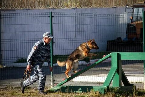 Кинологи обучающие собак